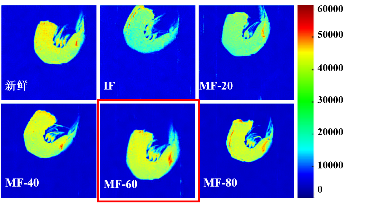 “mile(中国)官方网站杯”江南大学优秀案例解析|低场核磁共振分析用于磁场辅助冷冻对虾仁水分迁移的调控研究